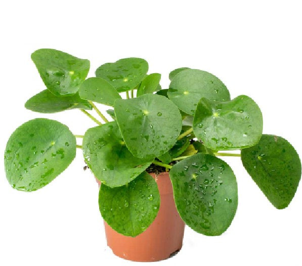 Pilea Peperomioides - Chinese Money Plant - PlantmartUAE.com