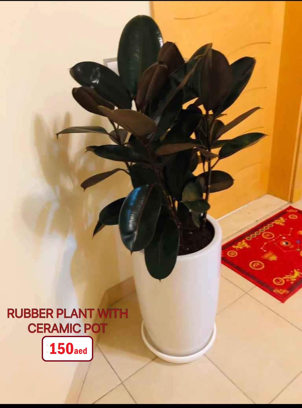 Rubber plant 3PP 80cm-100cm - PlantmartUAE.com