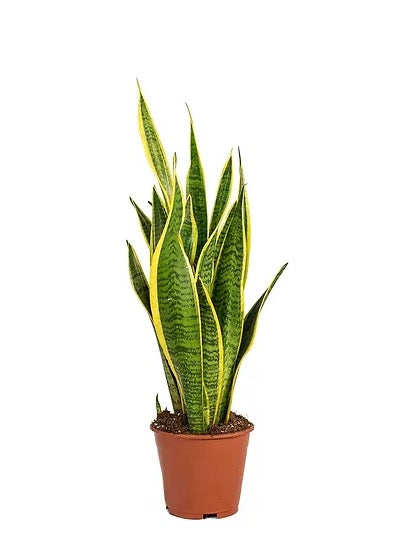 Default Plastic Pot (40cm - 50cm) - PlantmartUAE.com