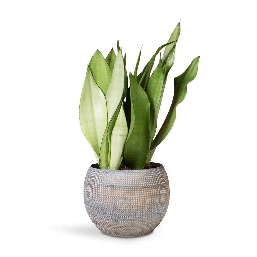 Sansevieria Trifasciata Moonshine - Snake Plant - PlantmartUAE.com