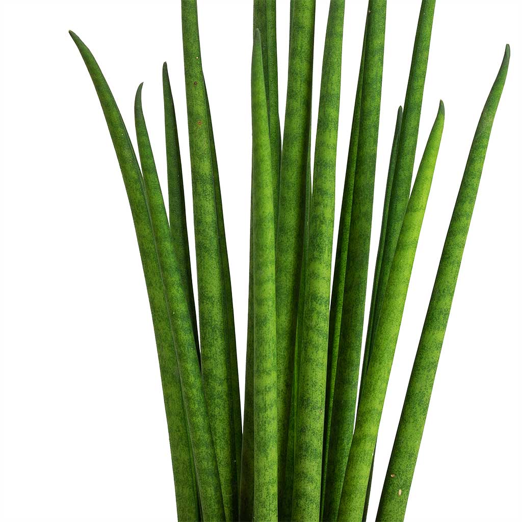 Sansevieria Bacularis Mikado - Snake Plant - PlantmartUAE.com