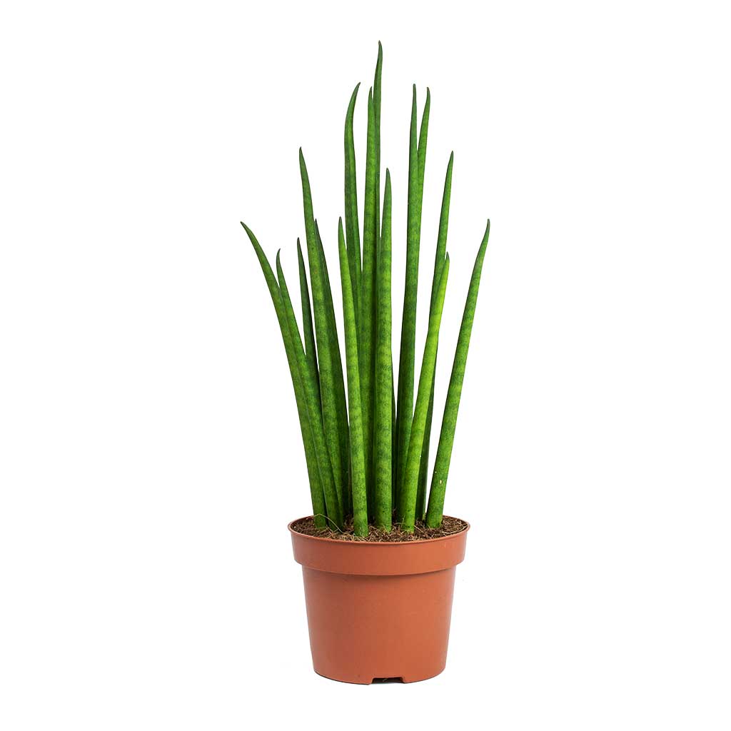 Sansevieria Bacularis Mikado - Snake Plant - PlantmartUAE.com