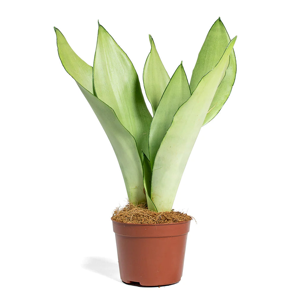 Sansevieria Trifasciata Moonshine - Snake Plant - PlantmartUAE.com