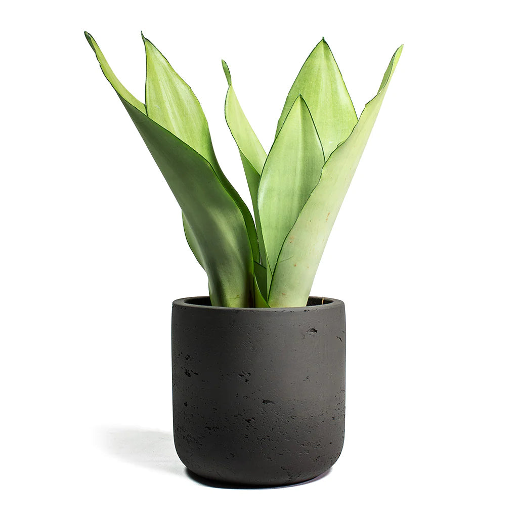 Sansevieria Trifasciata Moonshine - Snake Plant - PlantmartUAE.com