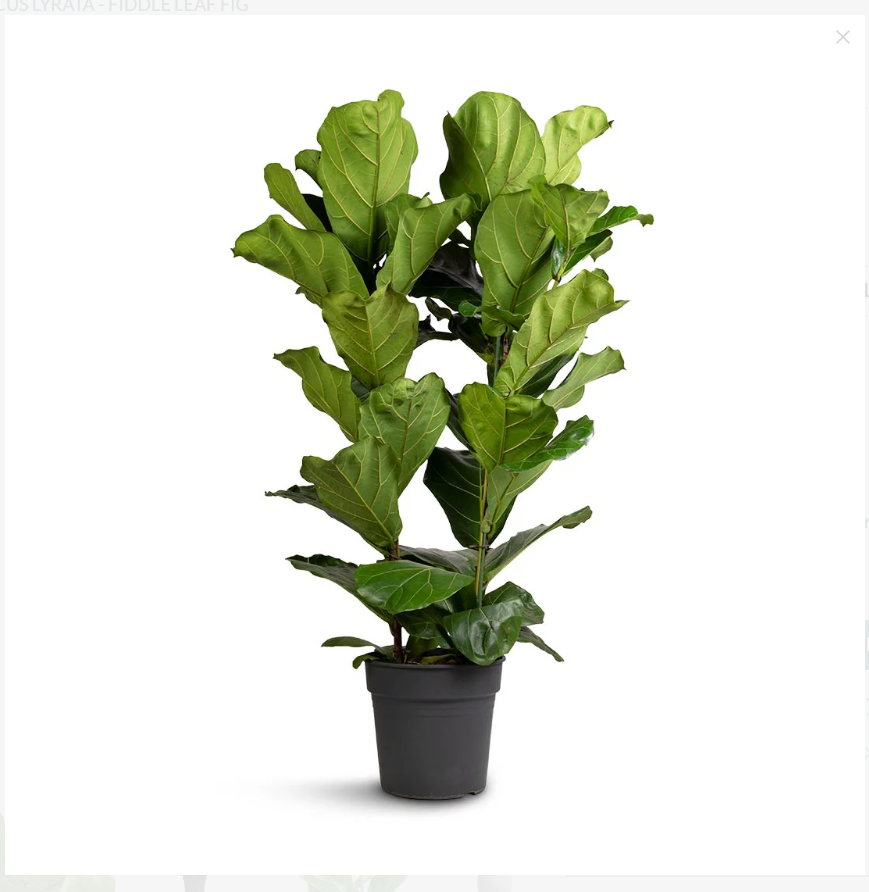 Fiddle Leaf - 3 Stem - 80cm - 1mtr Ficus Lyrata