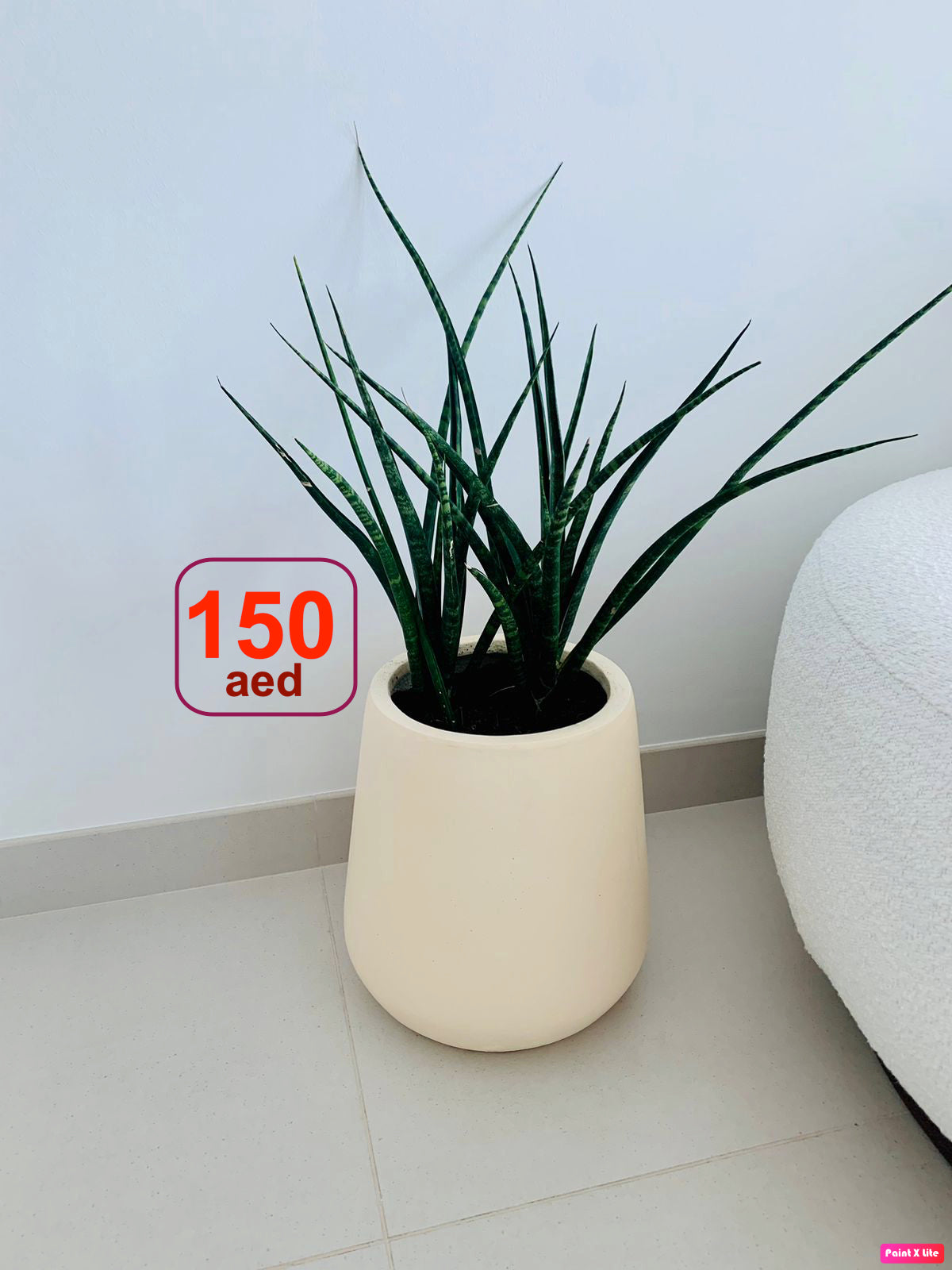 Sansevieria Bacularis Mikado/Snake Plant- Fiber Clay Pot - PlantmartUAE.com