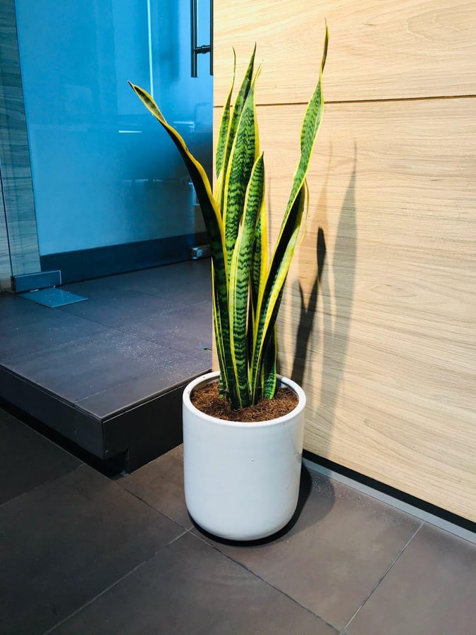 Sansevieria/Snake plant (Large) 50cm-60cm - PlantmartUAE.com