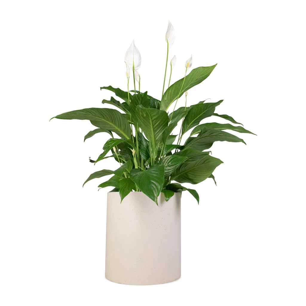 Spathiphyllum Sweet Lauretta - Peace Lily 30cm-40cm - PlantmartUAE.com