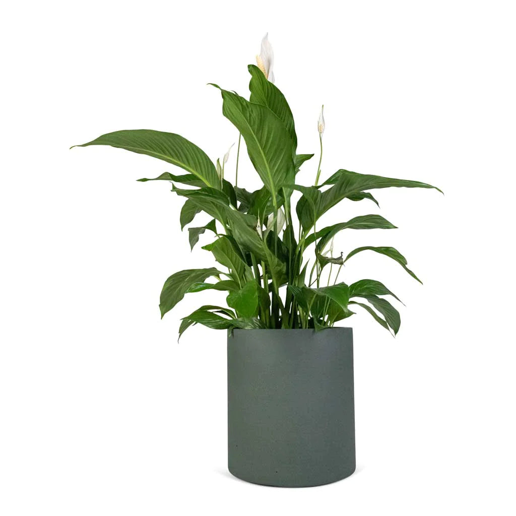 Spathiphyllum Sweet Lauretta - Peace Lily 30cm-40cm - PlantmartUAE.com