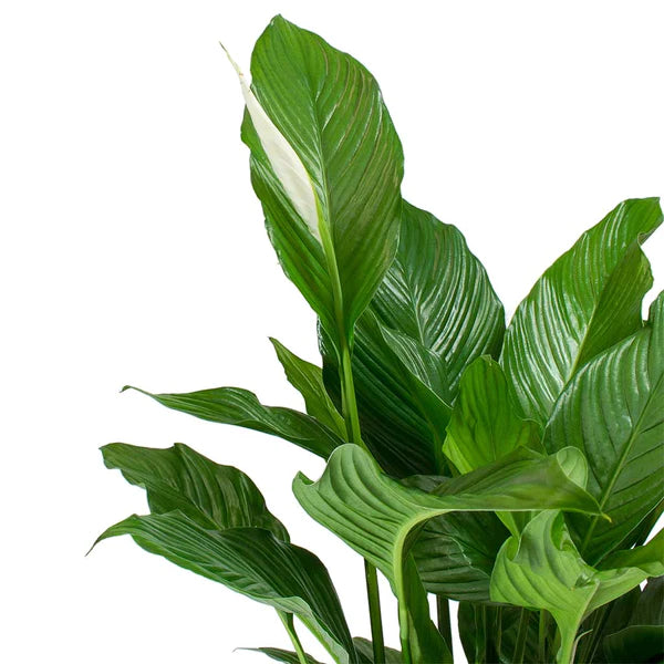 Spathiphyllum Sweet Lauretta - Peace Lily 30cm-40cm - PlantmartUAE.com