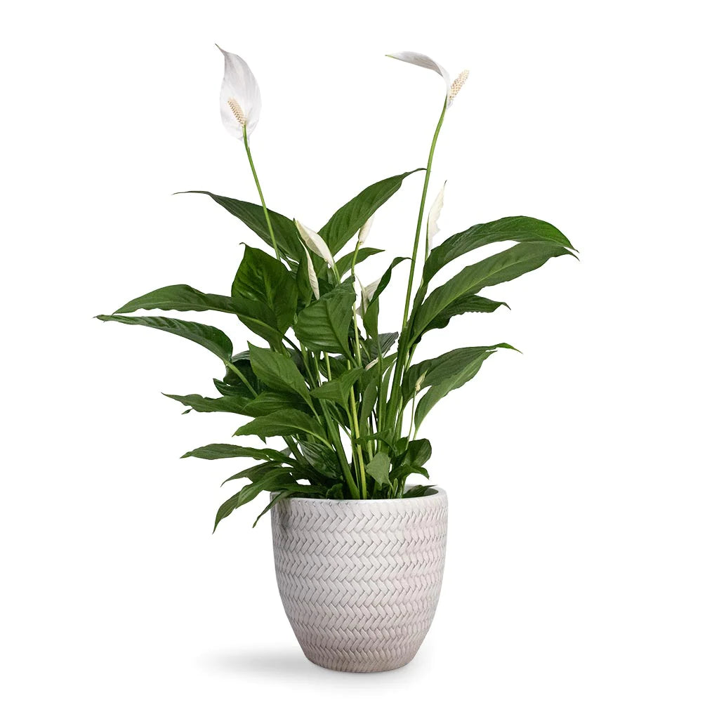 Spathiphyllum Sweet Lauretta - Peace Lily 30cm-40cm - PlantmartUAE.com