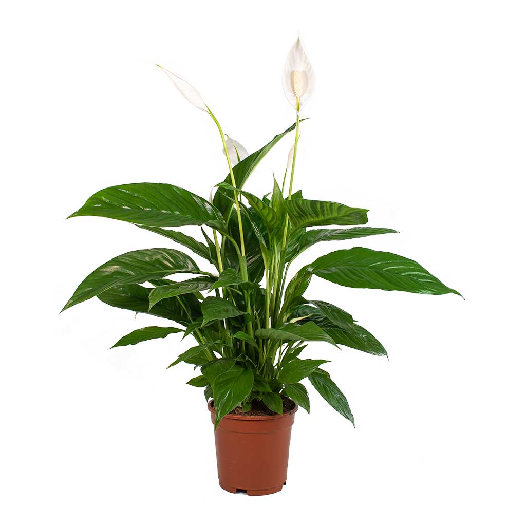 Spathiphyllum Sweet Lauretta - Peace Lily 30cm-40cm - PlantmartUAE.com