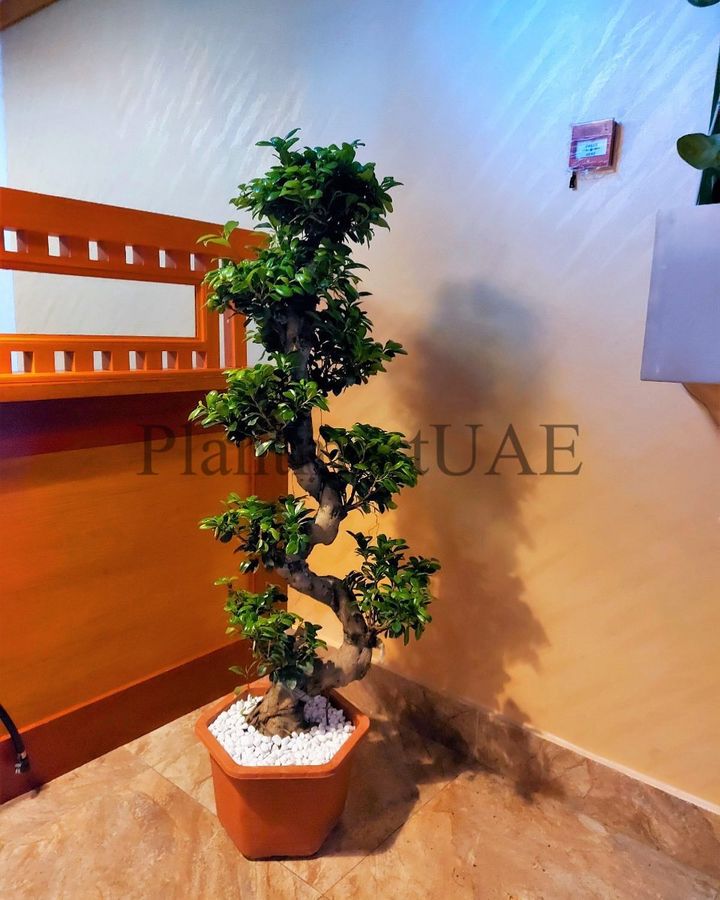 Ficus microcarpa /S-Shape Bonsai - PlantmartUAE.com