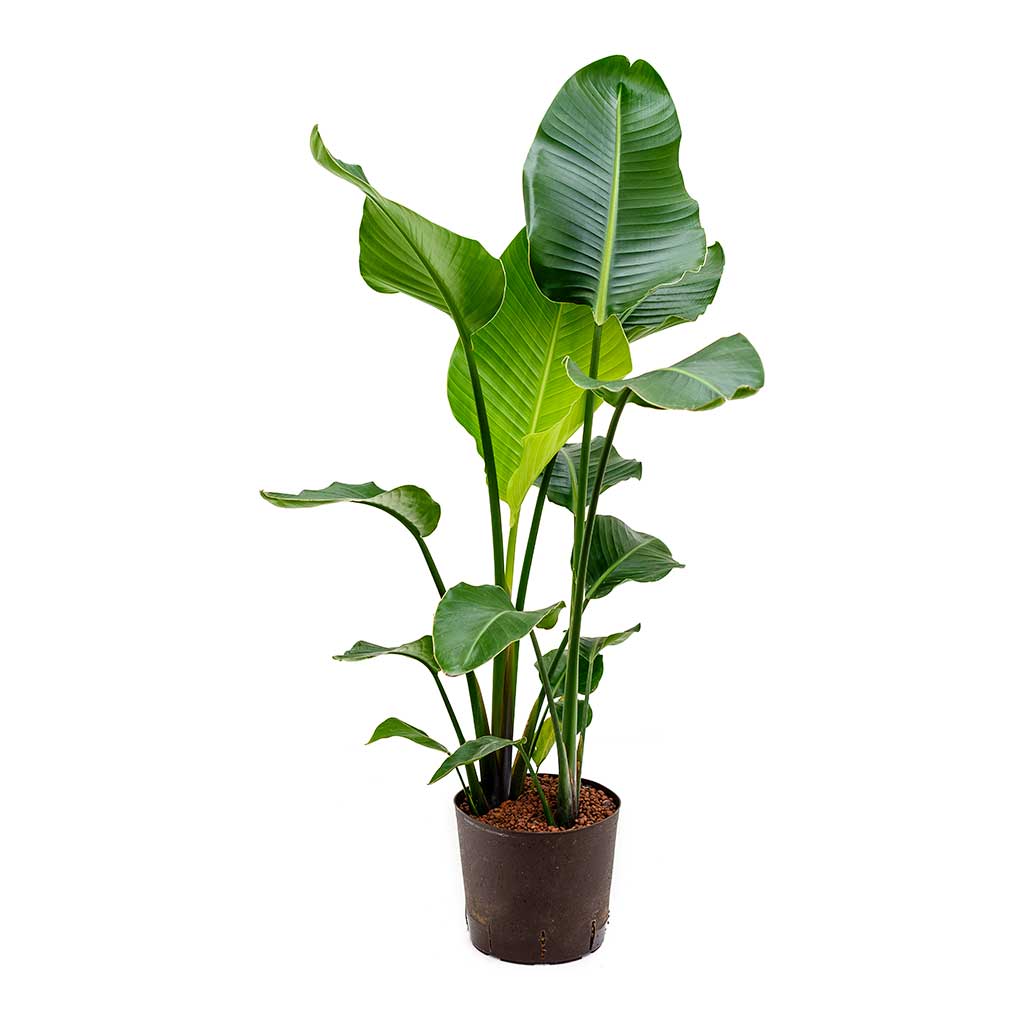 Strelitzia nicolai - Bird of Paradise 1.3mtr-1.5mtr - PlantmartUAE.com