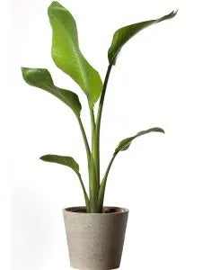 Strelitzia Nicolai - Giant White Bird of Paradise - PlantmartUAE.com