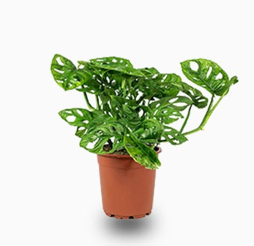 Swiss Cheese Vine/CERAMIC pot 25cm-30cm - PlantmartUAE.com