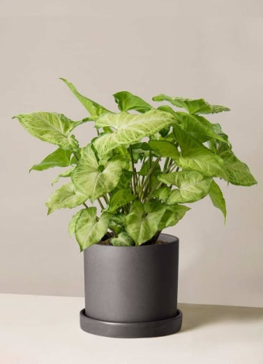 Syngonium podophyllum - PlantmartUAE.com