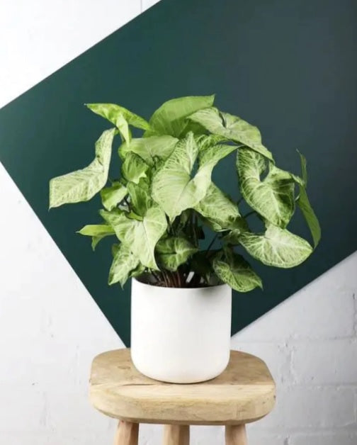 Syngonium podophyllum - PlantmartUAE.com