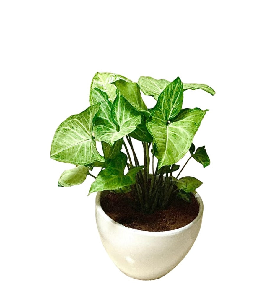 Syngonium podophyllum - PlantmartUAE.com