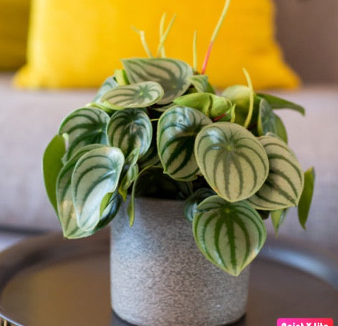 Peperomia argyreia - Watermelon Peperomia - PlantmartUAE.com