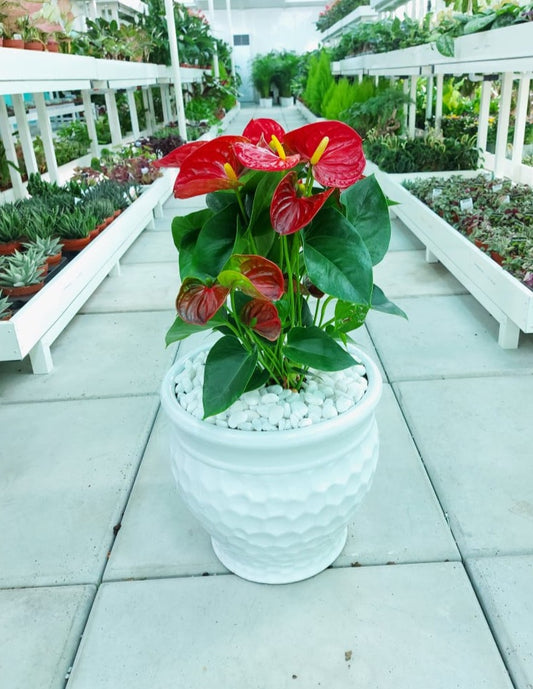 Red Anthurium Large/CERAMIC Pot. (size:70cm-80cm)