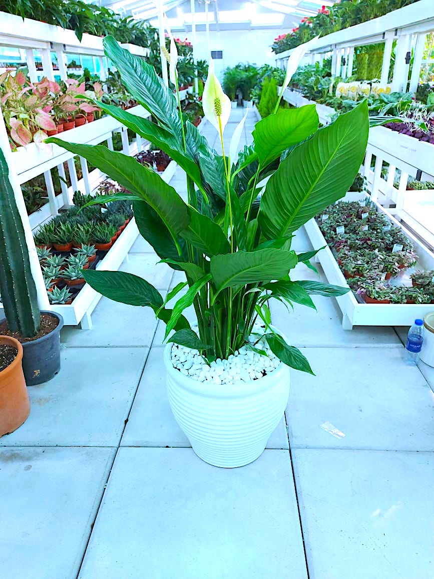 Peace Lily XL | CERAMIC Pot 130cm-140cm