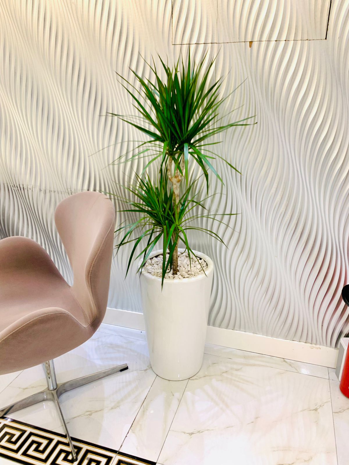 Dracaena Marginata 2pps 80cm - 100cm - PlantmartUAE.com