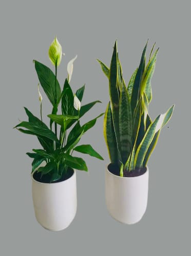 Combo: Peacelilly Plant & Sansevieria Plant- Ceramic Pots - PlantmartUAE.com