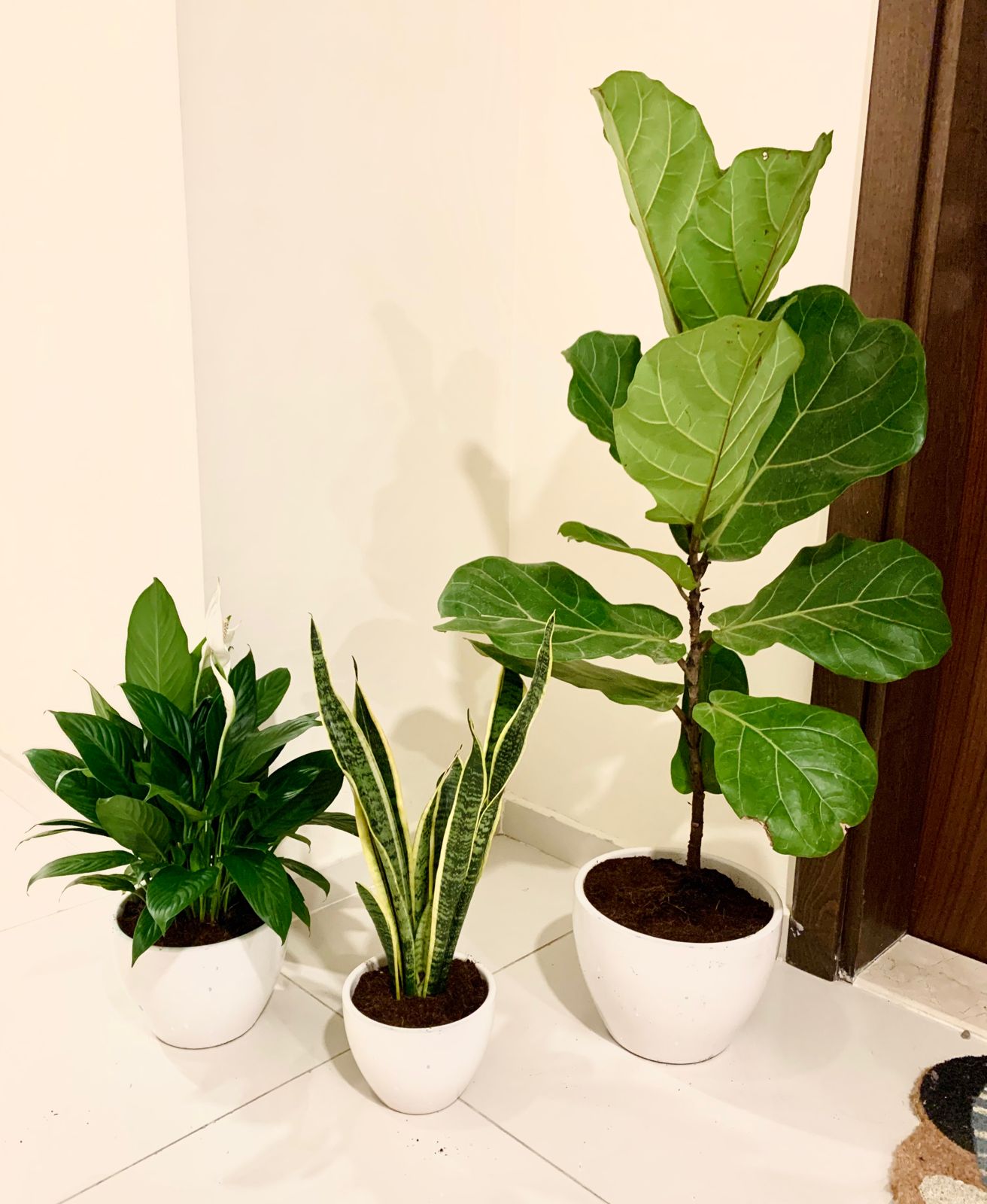 Combo 150aed: 3 Indoor Plants-Ceramic Pots - PlantmartUAE.com