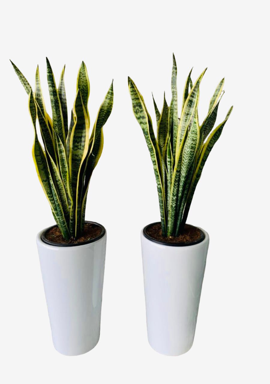 Combo: Sansevieria/Snake Plant-Ceramic Pot - PlantmartUAE.com