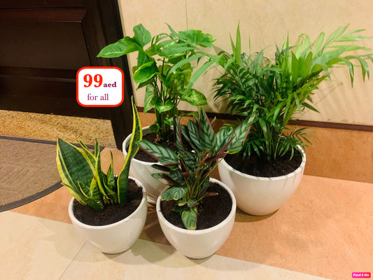 99aed OFFER: 4 indoor Plants - CERAMIC Pots - PlantmartUAE.com