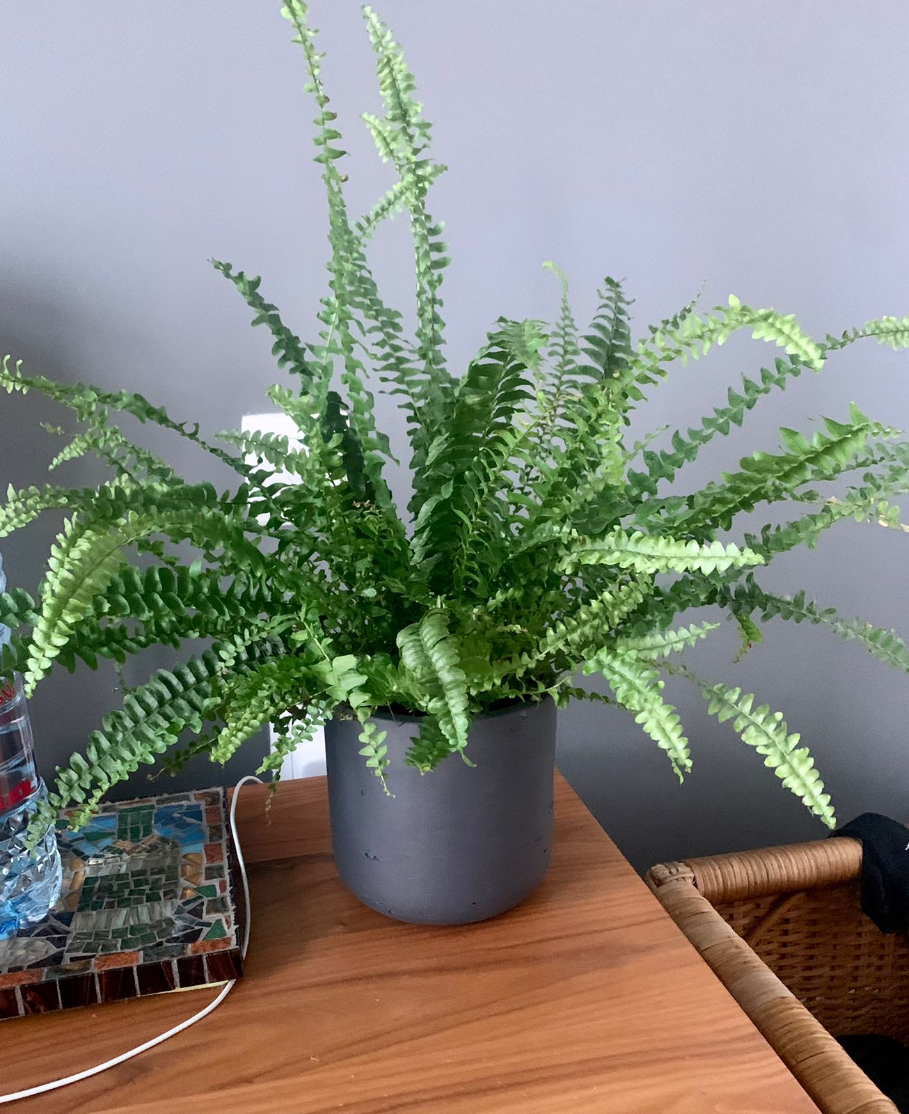 Boston Fern/Fiber Cement Pot - PlantmartUAE.com