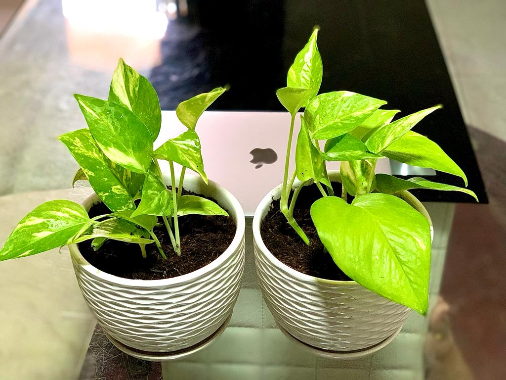 Mini Pothos/CERAMIC Pot - PlantmartUAE.com