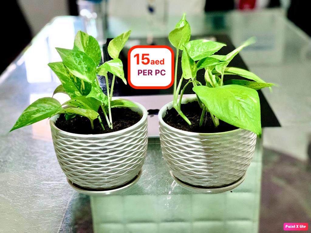 Mini Pothos/CERAMIC Pot - PlantmartUAE.com