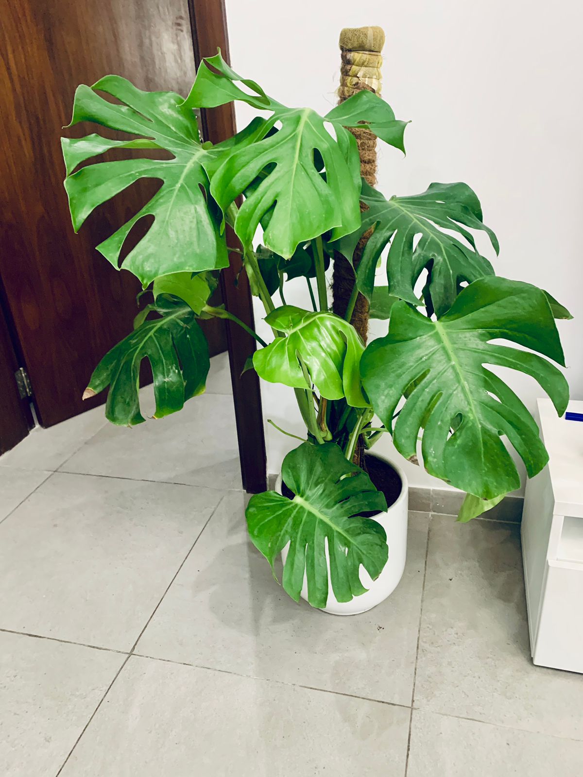 Monstera in Ceramic Pot - PlantmartUAE.com