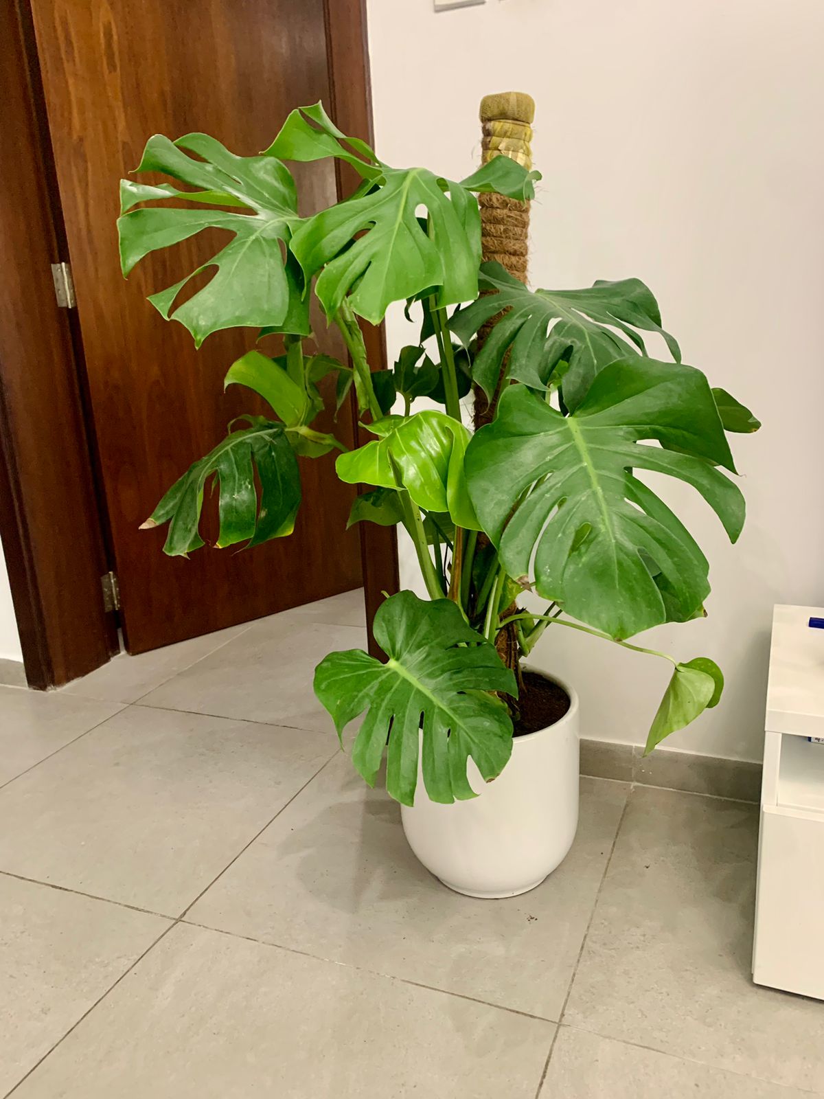 Monstera in Ceramic Pot - PlantmartUAE.com