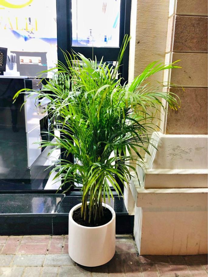 Areca Palm in White Fiber-Clay Pot - PlantmartUAE.com