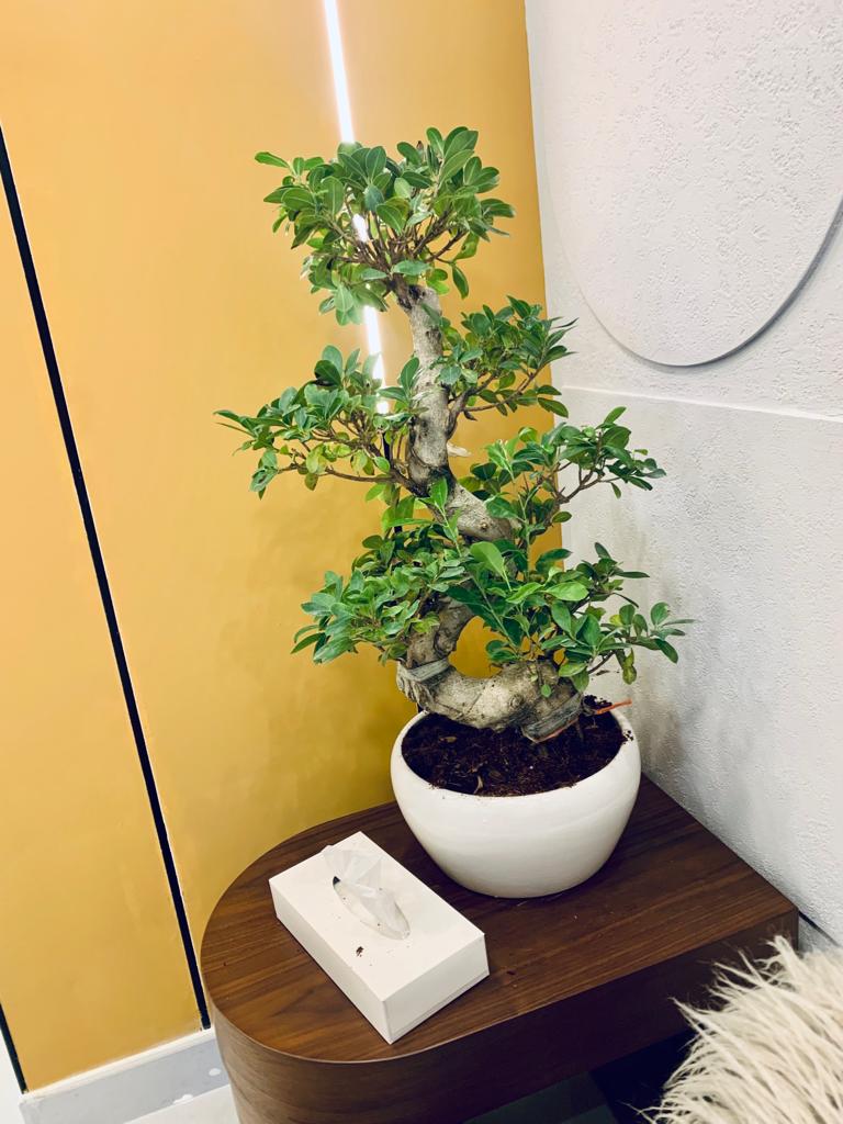 Ficus Microcarpa /S-Shape Bonsai - PlantmartUAE.com