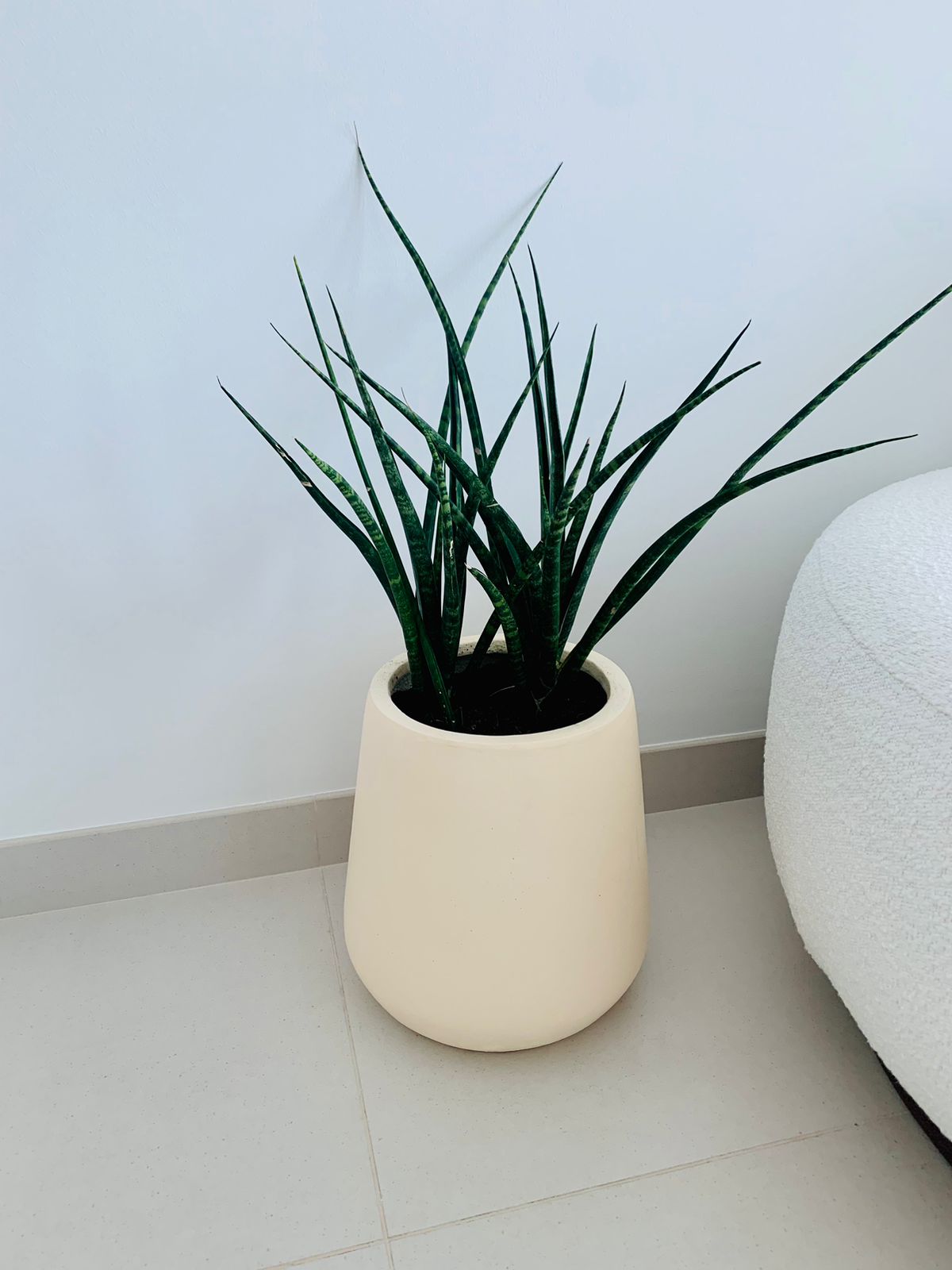 Sansevieria Bacularis Mikado/Snake Plant- Fiber Clay Pot - PlantmartUAE.com