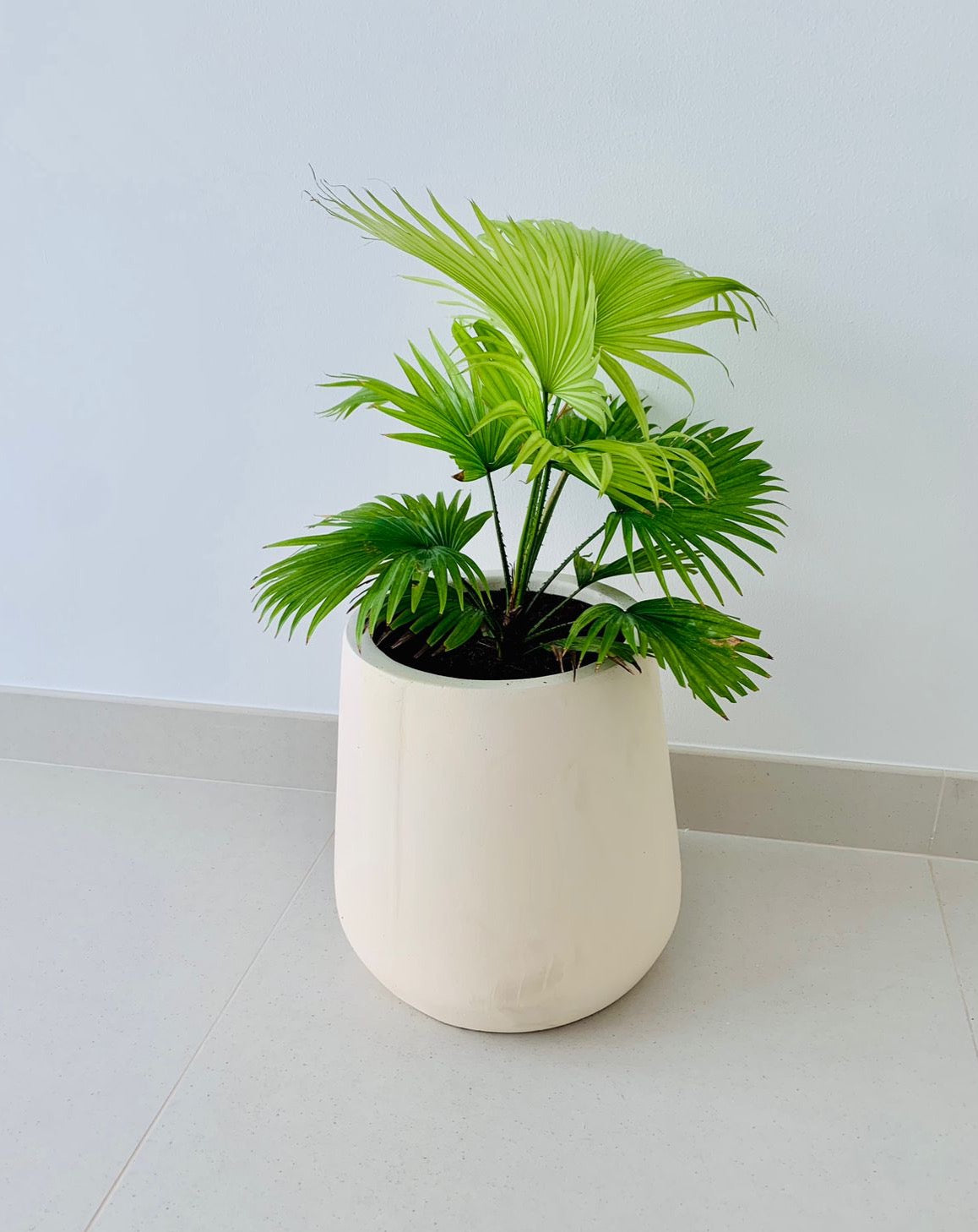 Livistonia Rotundifolia/Footstool Palm 25cm-30cm - PlantmartUAE.com