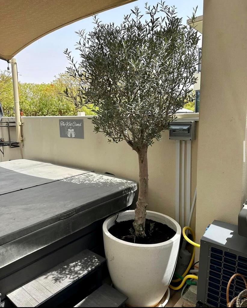 Olive Tree Thick Trunk with ceramic pot - PlantmartUAE.com