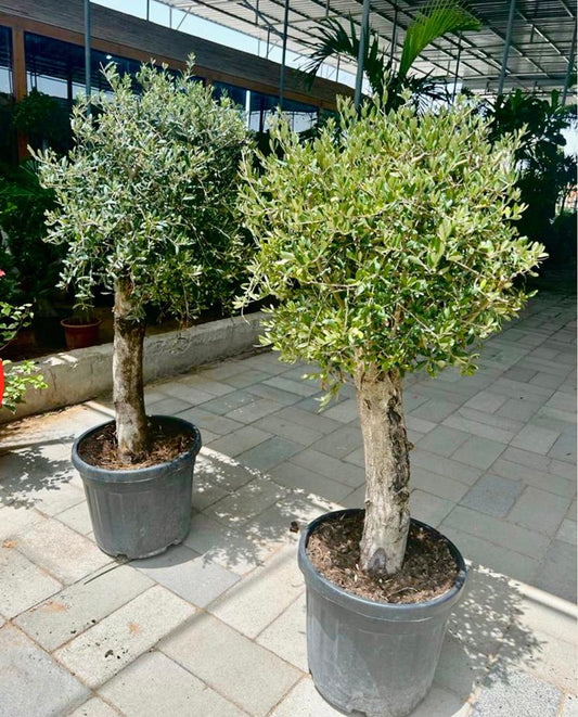 OLEA EUROPEA OR OLIVE TREE 120-140 CM Plastic Pot 140cm-150cm - PlantmartUAE.com