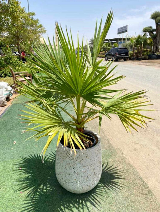 wax palm with ceramic pot - PlantmartUAE.com
