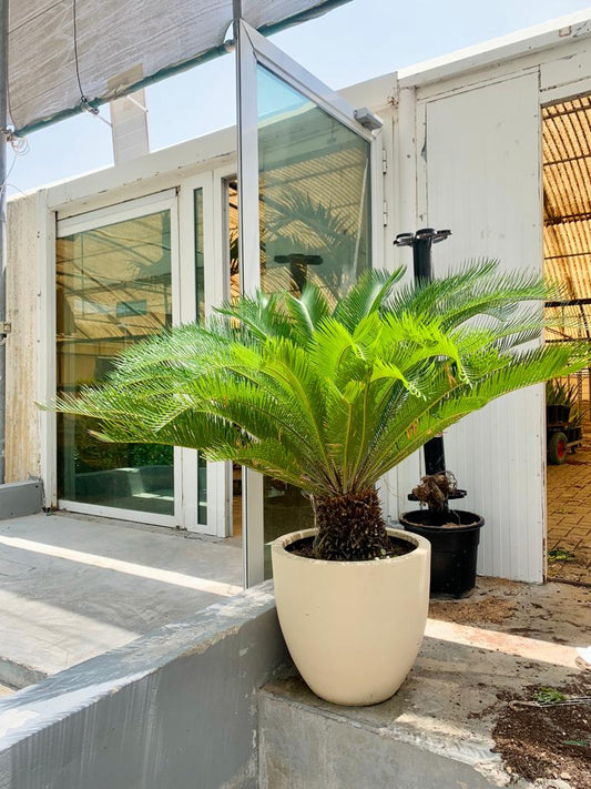Cycas Revoluta  (Sago Palm tree )XL With Ceramic pot - PlantmartUAE.com