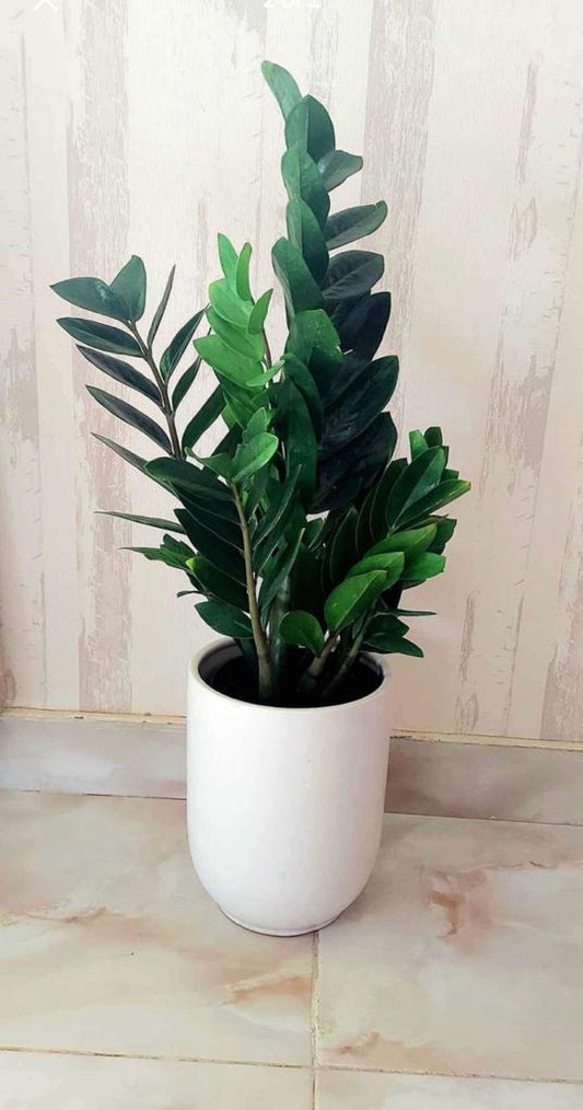 ZZ Plant POTTED in Ceramic Pot (60cm-80cm)