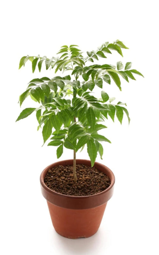 Curry Leaves,Kadi patta  with pot 30-40 cm - PlantmartUAE.com