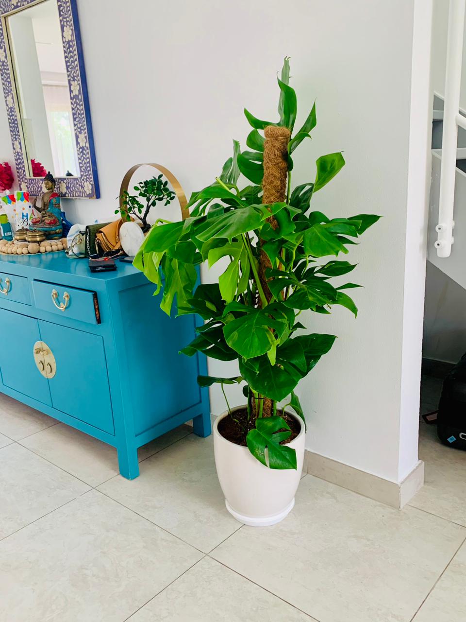 XL Monstera 1.5mtr - Ceramic Pot - PlantmartUAE.com