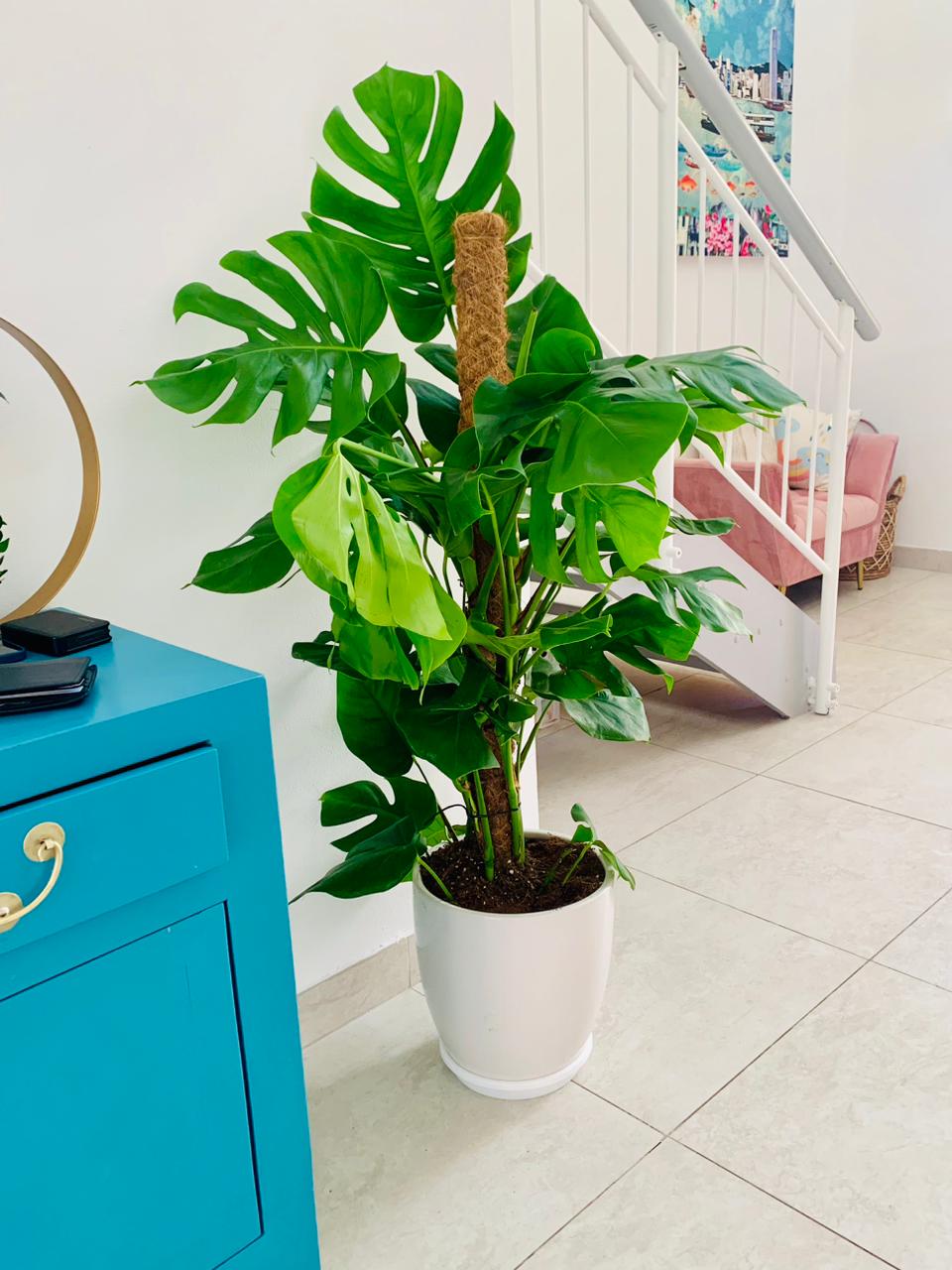 XL Monstera 1.5mtr - Ceramic Pot - PlantmartUAE.com