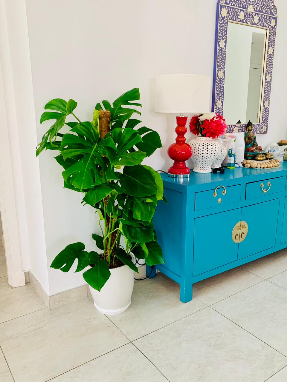 XL Monstera 1.5mtr - Ceramic Pot - PlantmartUAE.com