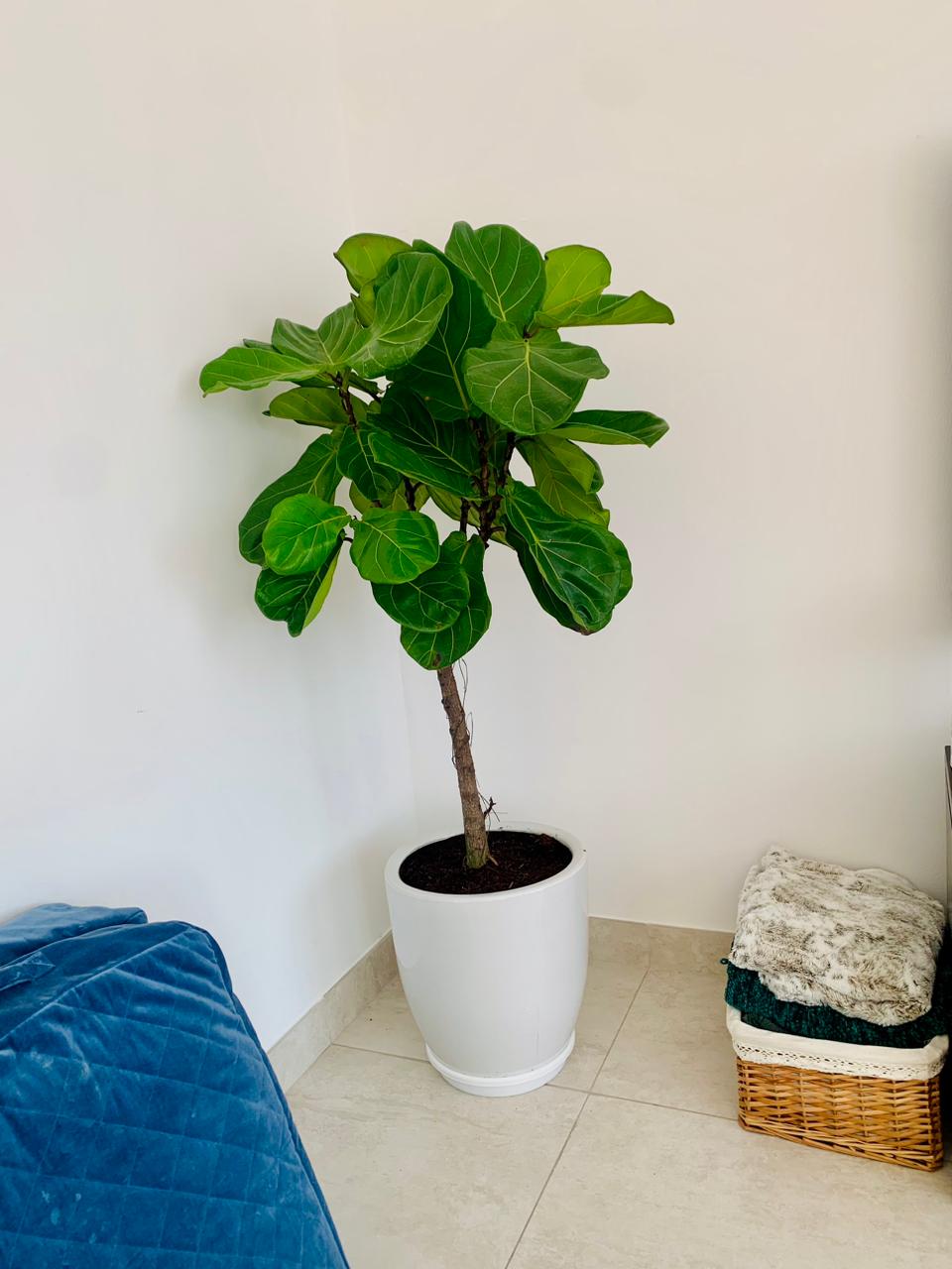 Fiddle Lyrataa - Fig Tree (Branched)1.5mtr - Ceramic pot - PlantmartUAE.com